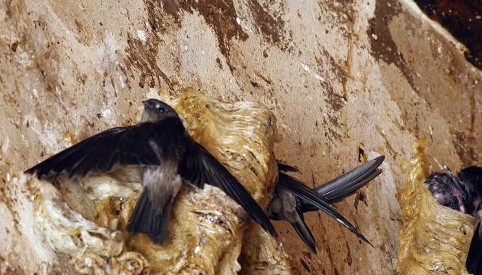 Tại sao Yến đảo được gọi là "Vàng trắng" ?