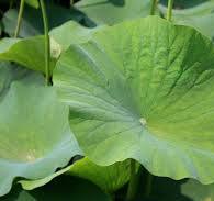 Uống lá sen mỗi ngày, nhẹ người – thanh tâm – an giấc