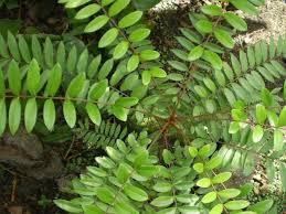 Thải độc gan, tăng sức bền – công dụng thật của cây Mật Nhân khiến ai cũng bất ngờ!