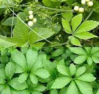 Giảo cổ lam – Bí quyết sống khỏe từ “thần dược trường thọ” của người Nhật và Trung Hoa