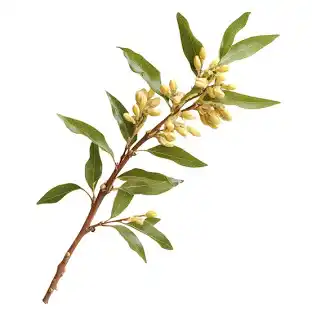 Mật nhân – “vua thảo dược” giúp phục hồi sinh lực và bảo vệ gan tự nhiên