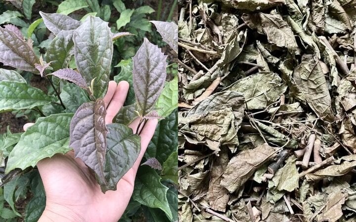 Xạ đen là gì ì? Nguồn gốc và công dụng thực sự của loại thảo dược quý