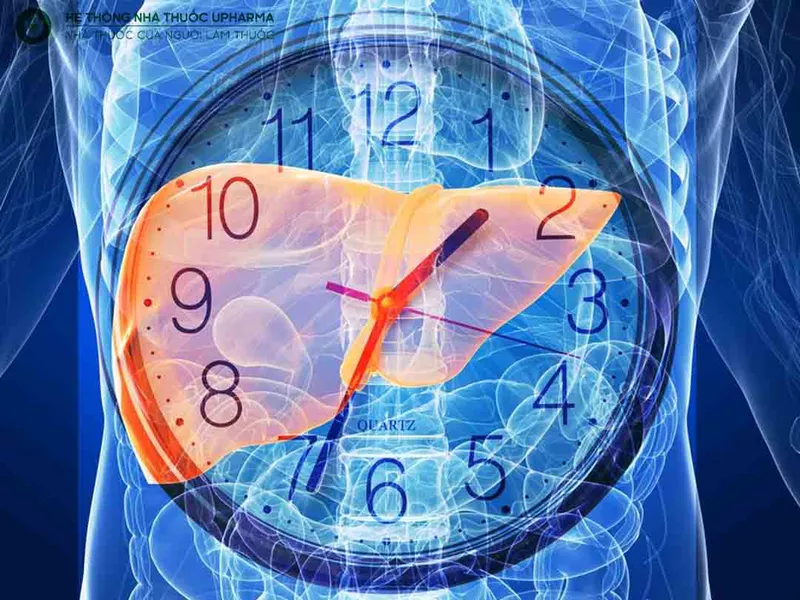 Thời gian vàng cho gan giải độc