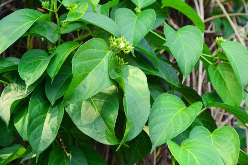 Vì sao dây thìa canh được gọi là “khắc tinh đường huyết”?