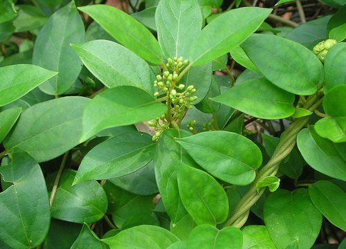 Khi nào nên dùng dây thìa canh?