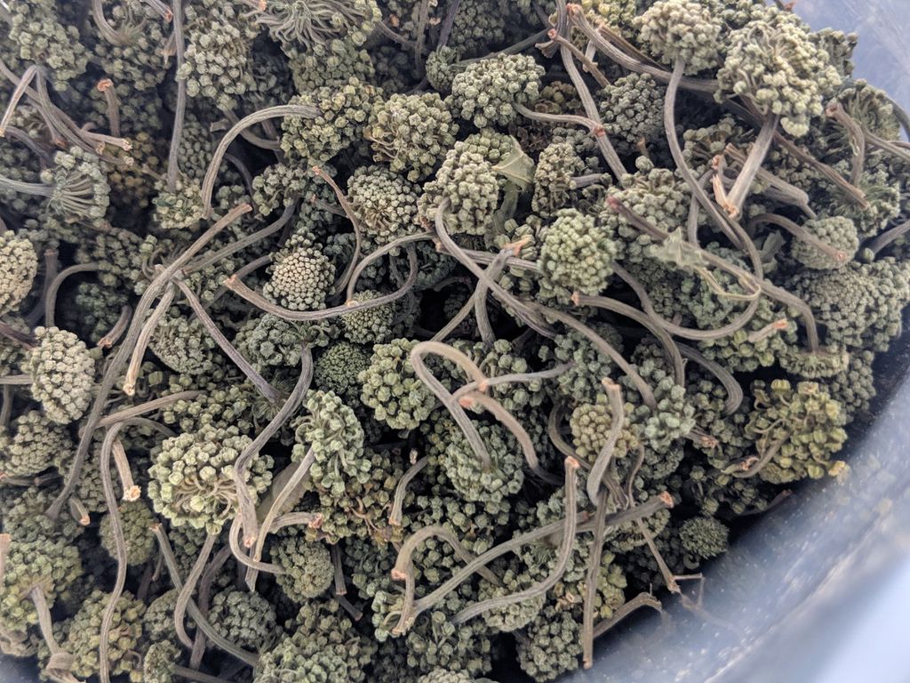 Nụ Hoa Tam Thất khô