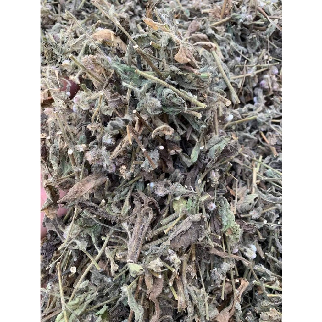 Cây Rau Cải Trời khô